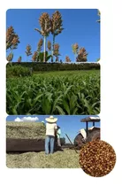 Sementes De Sorgo Forrageiro Gigante Santa Elisa 3 Kg