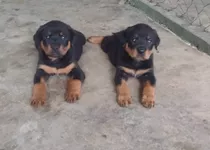 Cachorro De Rottweiler 