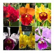 10 Mudas De Orquídea De Cattleya - Adultas (muitas Cores)