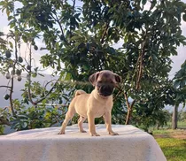 Cachorro Pug Carlino 