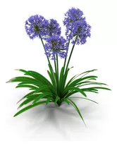 Agapanthus Agapanto Lirio Africano Arbusto Ornamental