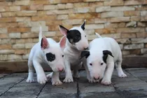 Cachorros Bull Terrier 100% Puros 