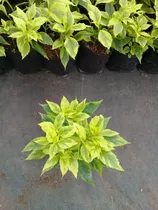 Duranta Golden 15 Pzas