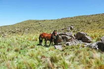 Terreno 10.000m2  Paso Del Rey ,trapiche, San Luis Argentina