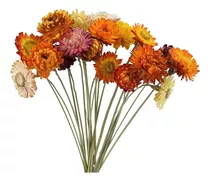 Phliofd 20pcs Natural Dried Daisy Mums Flowers 16.9in
