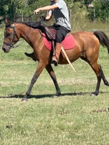 Yegua Árabe Pura Con Pedigree Domada