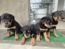 Cachorros Rotweiller 