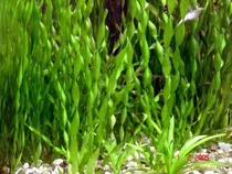 Vallisneria Espiral Planta Acuatica Pecera Acuarios