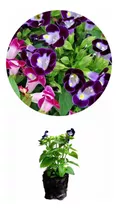 Kit 20 Mudas Torrenia Torenia Amor Perfeito De Verão Decora