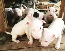 Cachorros Bull Terrier 100% Puros