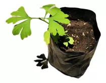 1 Plantita De Ginkgo Biloba 10cm, 1 Año De Edad.