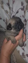 Perritos Pug Carlino