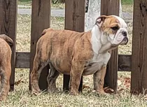 Bulldog Ingles Cachorra Hembra Hermosa