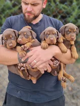 Cachorros Doberman Disponibles Para Reserva