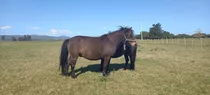 2 Petisas Shetland Pony Puras Madre E Hija