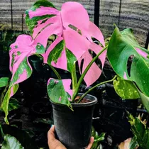 Kit 10 Semillas De Monstera Varigada Rosa + 10 Blancas