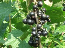 Sementes Groselha Negra Ribes Nigrum Cassis Fruta P/ Mudas