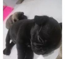 Filhote De Pug Fêmeas, Pelagem Curta