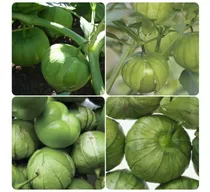 5 M Semilla De Tomatillo Verde Hibrido Excalibur F1