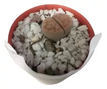 Lithops Cactus Piedra