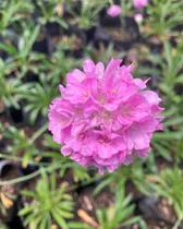 Plantas Armeria Maritima/cubresuelo Pack 10 Unidades Grandes