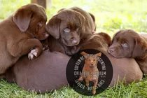 Cachorros Labrador Chocolate Criadero Premium Rural