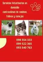 Veterinario A Domicilio ( Caninos, Felinos, Conejos)