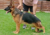 Cachorra 8 Meses Excelente Pedigree.