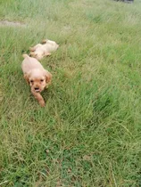 Perros Cachorros Cocker Spaniel Coquer Coker Espaniel Puppy