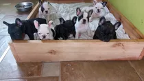 Cachorros De Bulldog Francés 