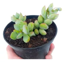 Suculenta Cotyledon Pendens + Regalo