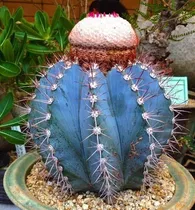 Semillas Cactus - Melocactus Azureus