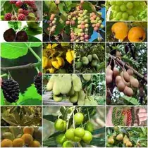 Arboles Frutales Diferentes Especies Olivo Moras Yaca Otros