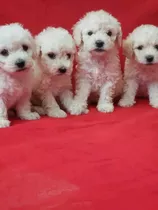 Cachorritos French Poodle Toy