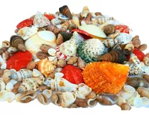Conchas Mix Mar Naturais 780 Gramas Selecionadas