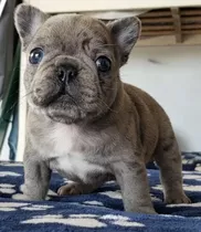 Bulldog Frances Excelentes Macho Blue Merle,hembra Pied Blue