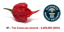 10 Semillas De Pimienta Carolina Reaper - Guinness Record !!