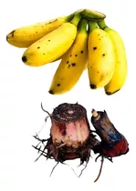 3 Mudas De Banana Ouro (rizomas)