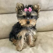 Yorky Yorkie Cachorro Yorkshire Perro Yorkie Dog Yorky