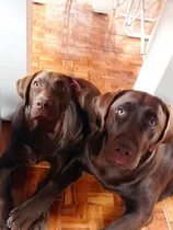 Cachorros De Labrador Chocolates Y Dorados