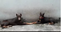 En Venta Cachorros Doberman Alemán