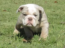 Bulldog Ingles Exotico Lilac Merle Cachorro Macho