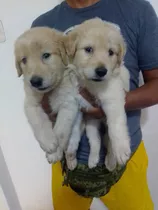 Golden Retriever (9/9/8/3/9/4/0/6/2)