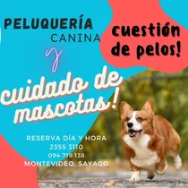 Peluquería Canina, Alojamiento Y Cuidado Cuestión De Pelos! 