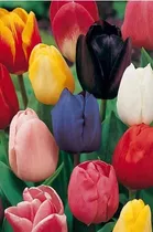  50 Semillas De Tulipan Surtido 