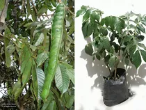 Planta De Guaba Guama Inga Cultivo Arboles Frutales Ecuador