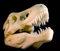 Tiranosaurio Rex - Craneo Elaborado Por Impresión 3d
