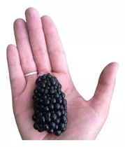 Amora Preta Gigante  Blackberry - Rubus Sementes Para Mudas
