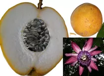 10 Semillas Jujo Passiflora Ambigua 