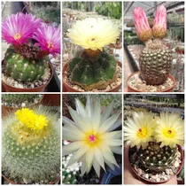 Semillas Cactus - Cactus Mix